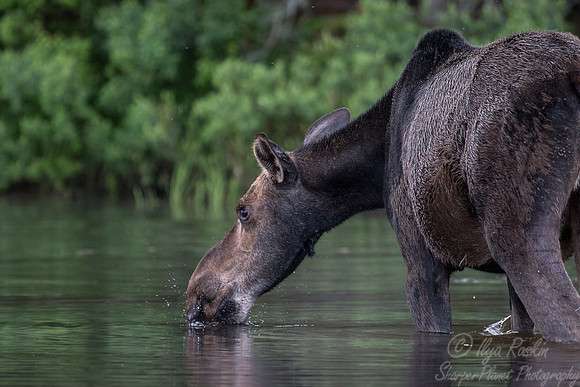 195 Moose (Alces alces) - ME