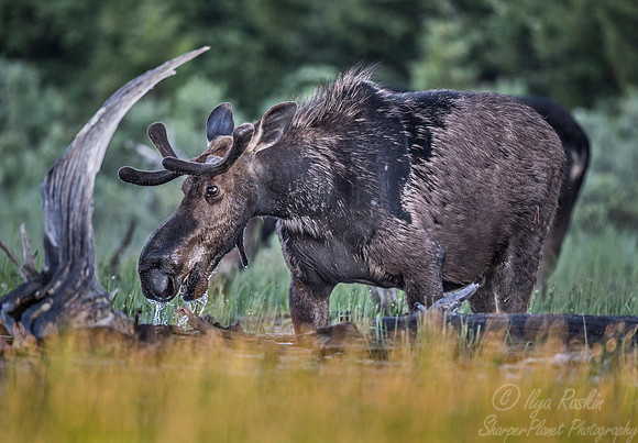 196 Moose (Alces alces) - ME