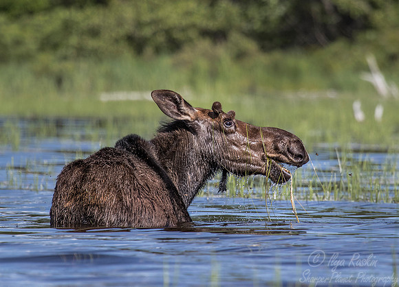 197 Moose (Alces alces) - ME