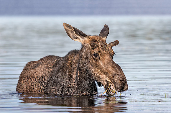 203 Moose (Alces alces) - ME