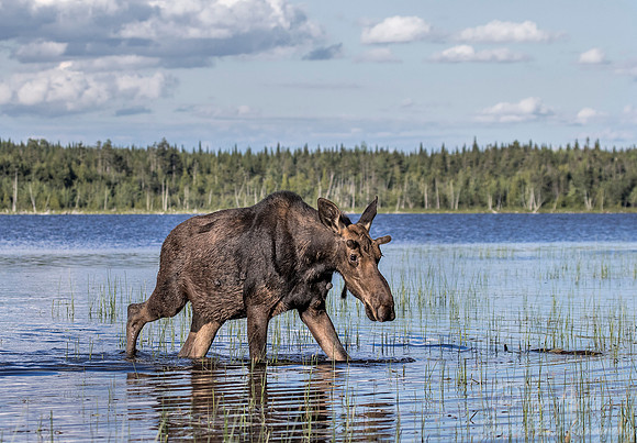 205 Moose (Alces alces) - ME
