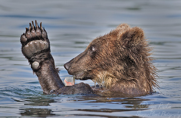 045 Brown Bear (Ursus arctos) - Kamchatka Russia