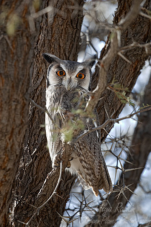 338 Southern white-faced owl (Ptilopsis granti) - Kgalagadi Transfrontier Park SA