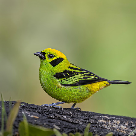 679 Emerald tanager (Tangara florida) - Ecuador