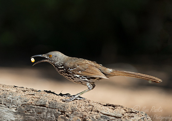 111 Long-billed thrasher (Toxostoma longirostre) - TX
