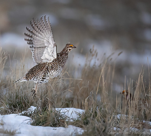 075 Sharp-tailed grouse (Tympanuchus phasianellus) - CO