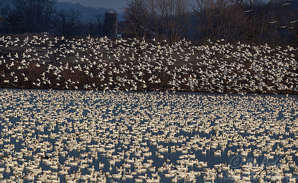 293 Snow geese (Anser caerulescens) - PA