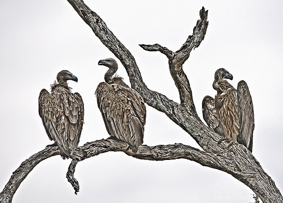 057 White-backed Vulture - South Afirca
