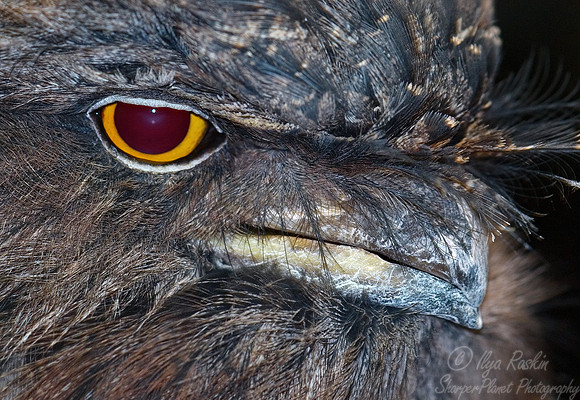 076 Tawny Frogmouths - Bronx zoo NY