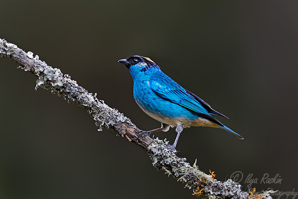 552 Golden-naped tanager (Chalcothraupis ruficervix) -Colombia cloud forest