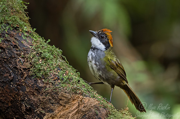 532 Chestnut-capped brushfinch (Arremon brunneinucha) - Colombia cloud forest