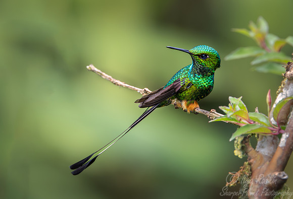 291 White-booted racket-tail male (Ocreatus underwoodii) - Ecuador