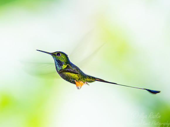 292 White-booted racket-tail male (Ocreatus underwoodii) - Ecuador
