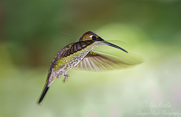290 Violet-fronted brilliant female (Heliodoxa leadbeateri) - Ecuador