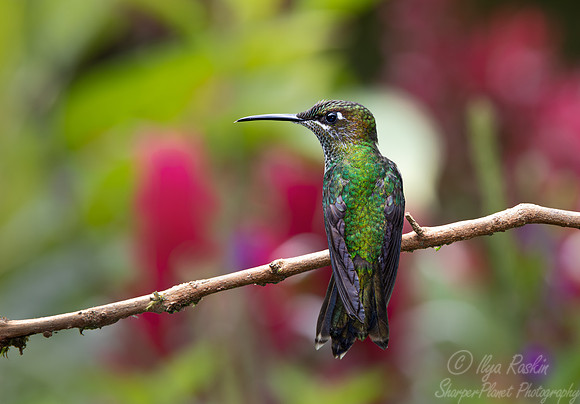 289 Violet-fronted brilliant female (Heliodoxa leadbeateri) - Ecuador
