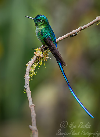 294 Long-tailed sylph (Aglaiocercus kingii) - Ecuador