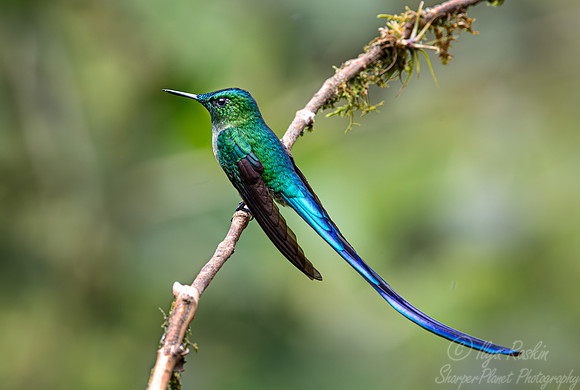 296 Long-tailed sylph (Aglaiocercus kingii) - Ecuador