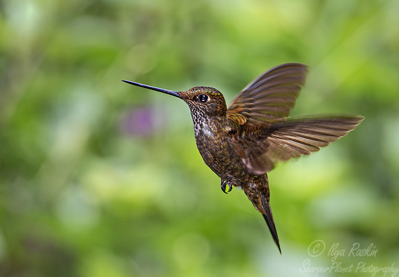 299 Bronzy inca (Coeligena coeligena) - Ecuador