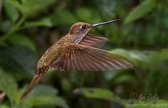 298 Bronzy inca (Coeligena coeligena) - Ecuador