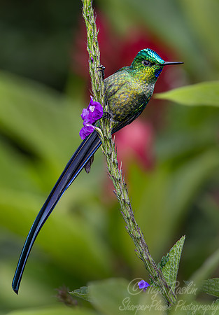 297 Long-tailed sylph (Aglaiocercus kingii) - Ecuador