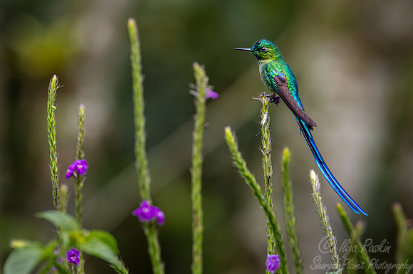 295 Long-tailed sylph (Aglaiocercus kingii) - Ecuador