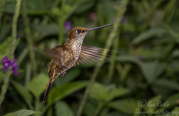 300 Bronzy inca (Coeligena coeligena) - Ecuador
