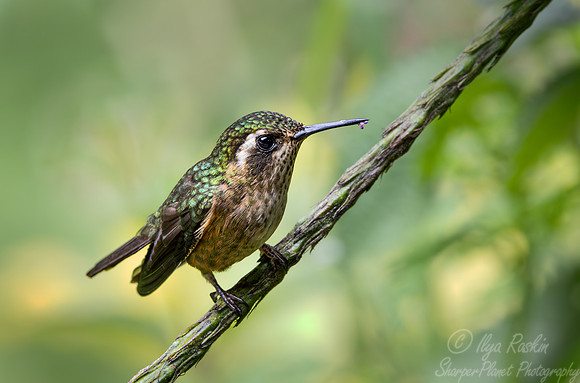 302 Speckled hummingbird (Adelomyia melanogenys) - Ecuador