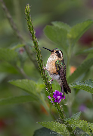 301 Speckled hummingbird (Adelomyia melanogenys) - Ecuador