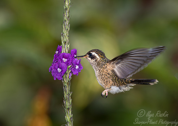 303 Speckled hummingbird (Adelomyia melanogenys) - Ecuador