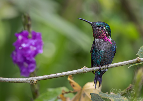 304 Gorgeted woodstar male (Chaetocercus heliodor) - Ecuador