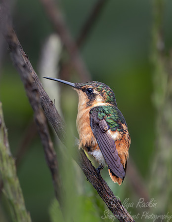 305 Gorgeted woodstar female (Chaetocercus heliodor) - Ecuador