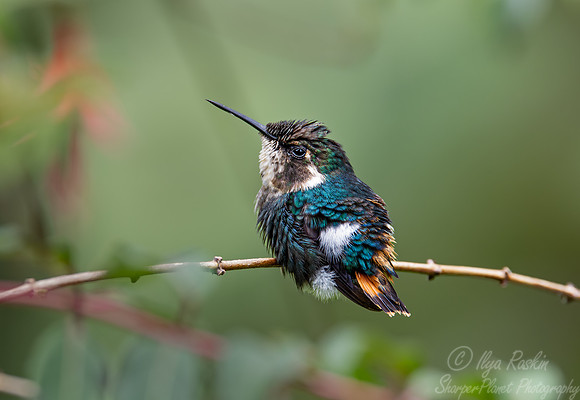 306 Gorgeted woodstar juvenile (Chaetocercus heliodor) - Ecuador