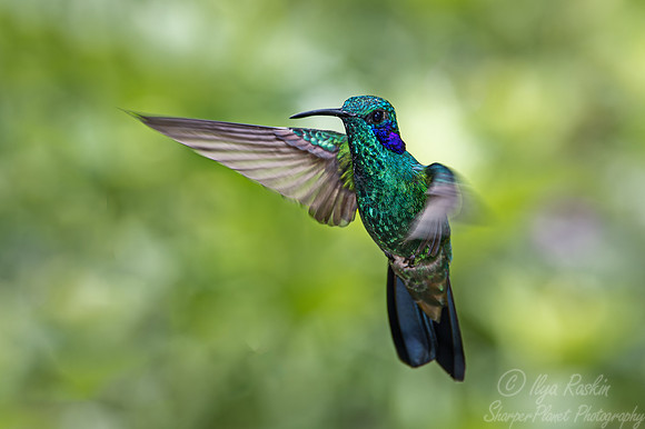 307 Lesser violetear (Colibri cyanotus) - Ecuador