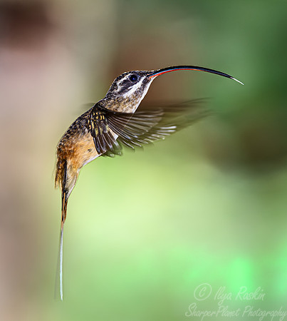 283 Tawny-bellied hermit (Phaethornis syrmatophorus) - Ecuador