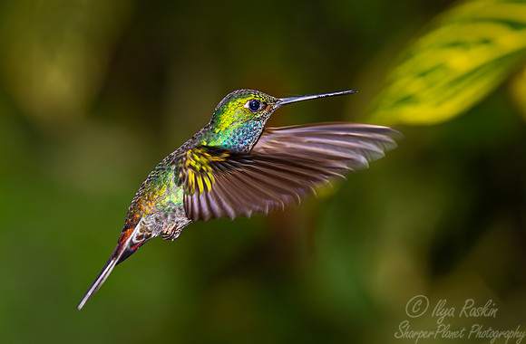 285 Green-backed hillstar (Urochroa leucura) - Ecuador