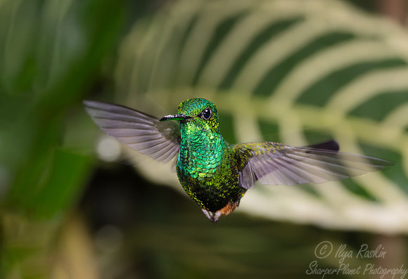 286 Green-backed hillstar (Urochroa leucura) - Ecuador