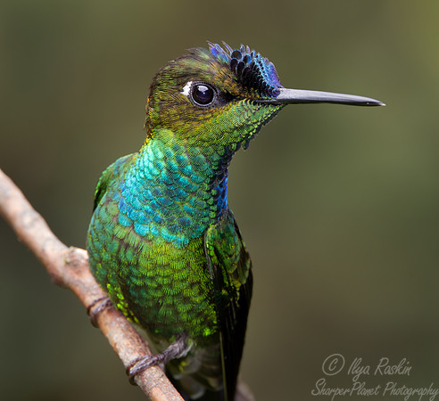 287 Green-backed hillstar (Urochroa leucura) - Ecuador