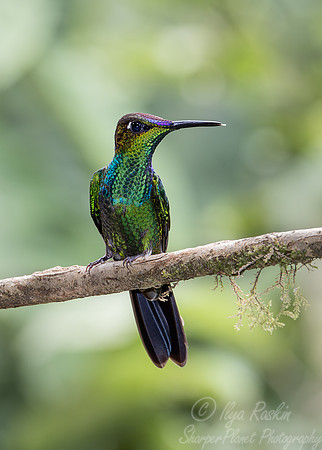 288 Violet-fronted brilliant (Heliodoxa leadbeateri) - Ecuador