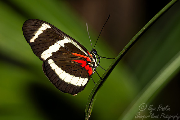 041 Butterfly - Fairchild Botanic Garden, FL