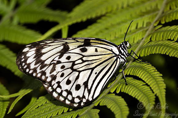 040 Butterfly - Fairchild Botanic Garden, FL