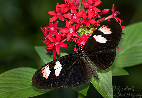 042 Butterfly - Fairchild Botanic Garden, FL