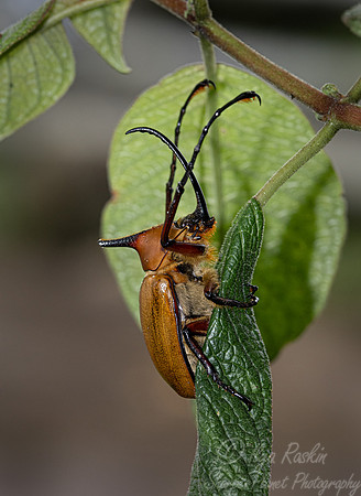043 Beetle - Ecuador