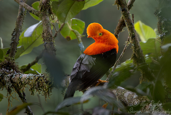 060 Andean cock-of-the-rock (Rupicola peruvianus) - Ecuador