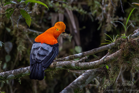 058 Andean cock-of-the-rock (Rupicola peruvianus) - Ecuador
