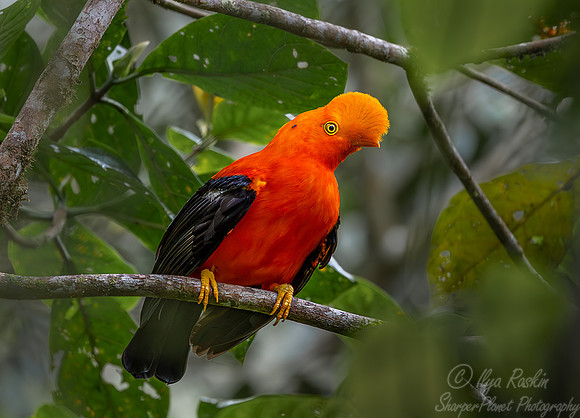 057 Andean cock-of-the-rock (Rupicola peruvianus) - Ecuador