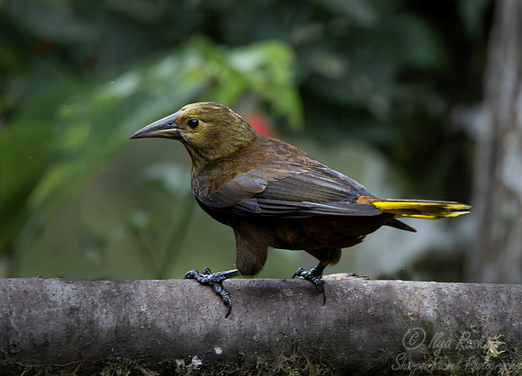 063 Russet-backed oropendola (Psarocolius angustifrons) - Ecuador