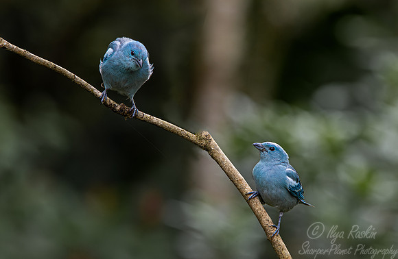 062 Andean motmot (Momotus coeruleiceps) - Ecuador