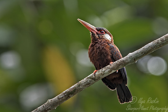 068 Brown jacamar (Brachygalba lugubris) - Ecuador
