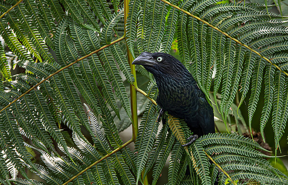 064 Greater ani (Crotophaga major) - Ecuador