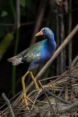 067 Purple gallinule (Porphyrio martinicus) - Ecuador